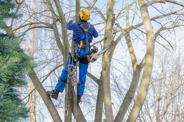 How Our Tree Care Process Works  in  Willow Street, PA